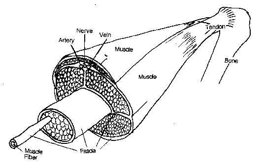 Layers of fascia permeating muscle.